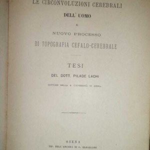 Le circonvoluzioni cerebrali dell’ uomo.